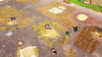 4k航拍农村收获豆子庄稼农作物视频的预览图
